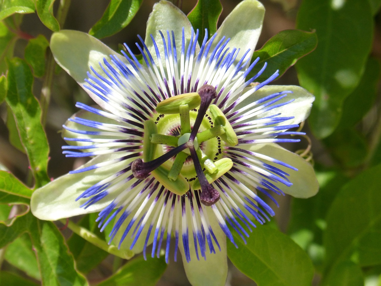 Passiflora Caerulea